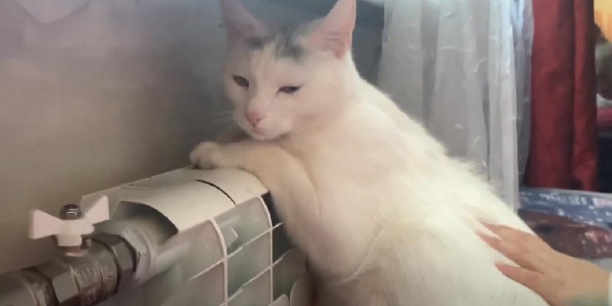 Как понять, что ваш питомец заболел: советы экспертов для заботливых хозяев