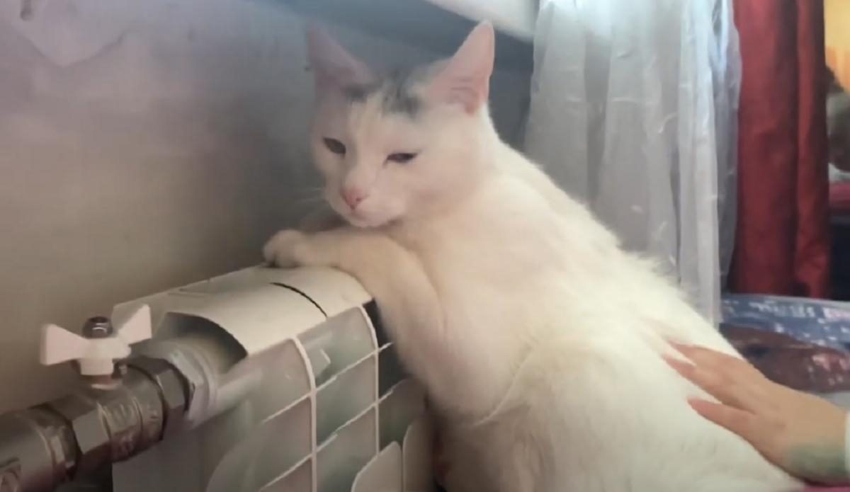 Как понять, что ваш питомец заболел: советы экспертов для заботливых хозяев