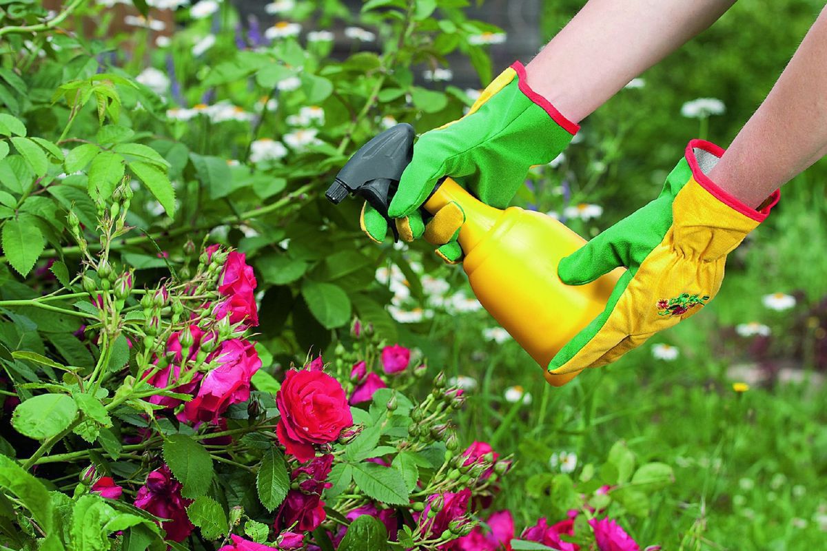 Секреты омоложения роз: народные средства для пышного цветения