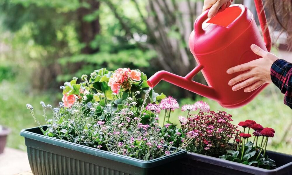 Борьба с белыми вредителями в цветах: эффективные методы для вашего сада