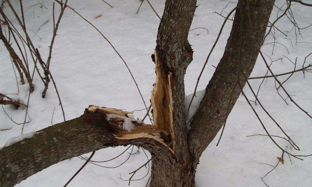 Что делать, если зимой дерево упало на участке: советы садоводам