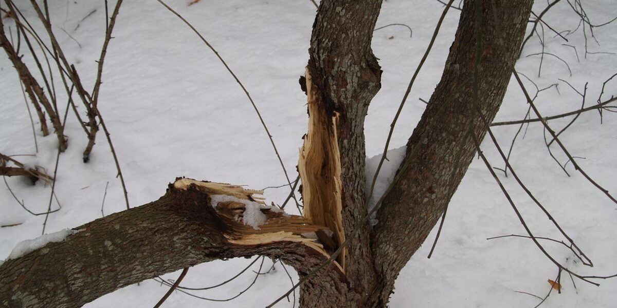 Что делать, если зимой дерево упало на участке: советы садоводам