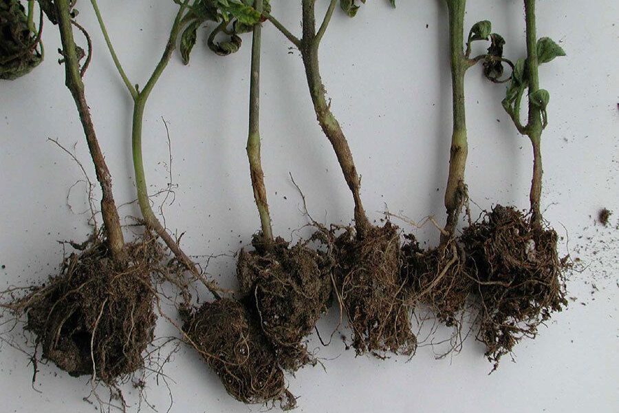 Как спасти помидоры от гнили: причины и эффективные методы лечения