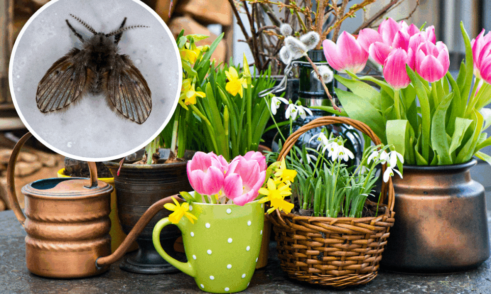 Борьба с мошками в цветах: 5 проверенных способов для вашего дома