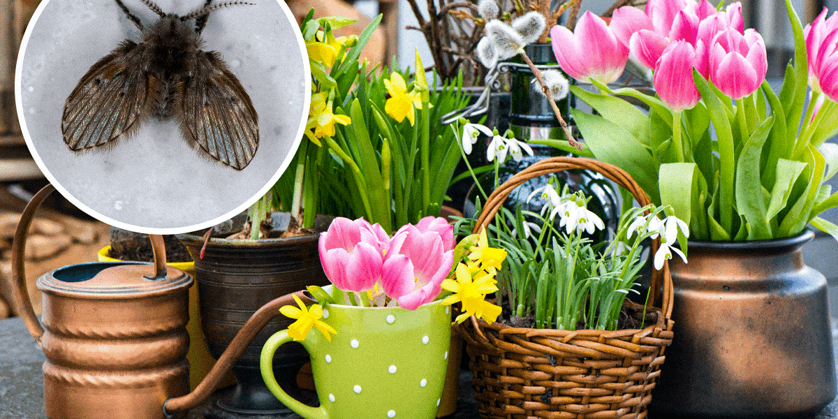 Борьба с мошками в цветах: 5 проверенных способов для вашего дома