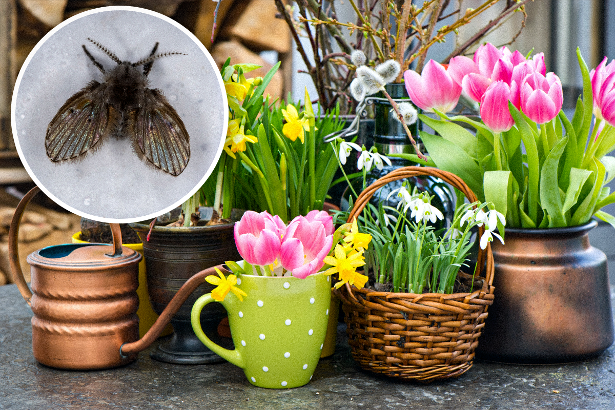 Борьба с мошками в цветах: 5 проверенных способов для вашего дома