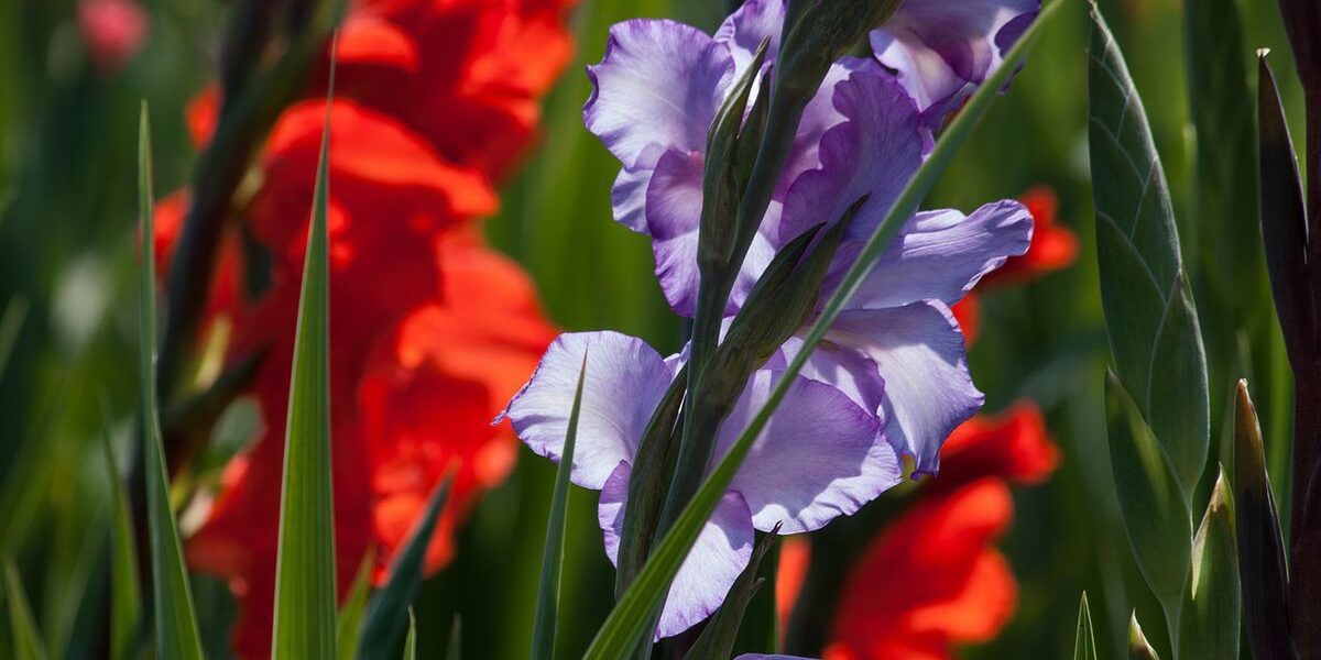 Осенняя посадка гладиолусов: секреты успешного цветения