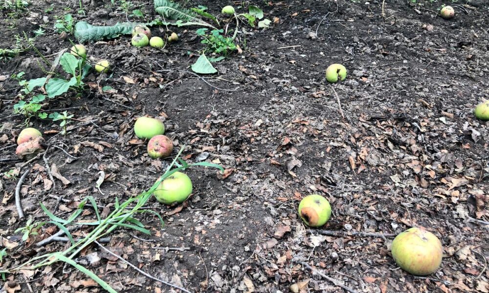 Почему опадают яблоки: причины и решения для вашего сада