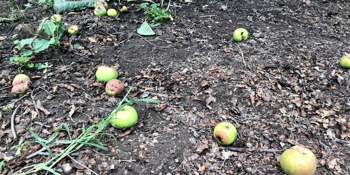 Почему опадают яблоки: причины и решения для вашего сада