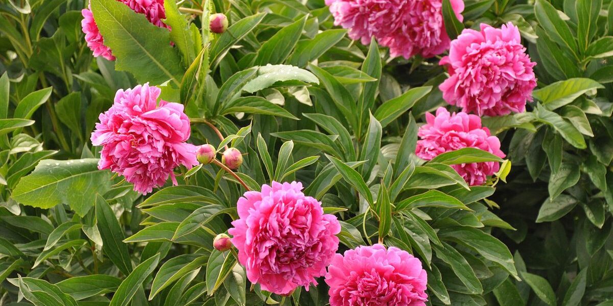 Сентябрь в саду: как правильно делить и пересаживать пионы