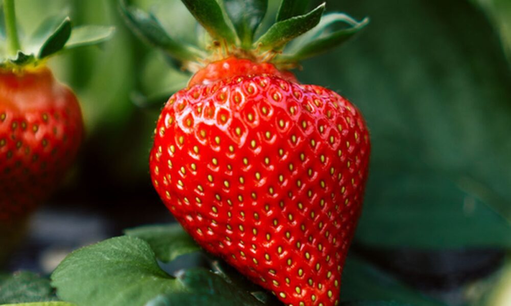 Осенний уход за клубникой: что делать, если упустили летнюю обрезку