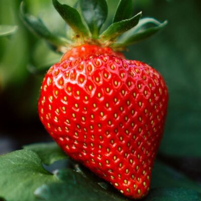 Осенний уход за клубникой: что делать, если упустили летнюю обрезку