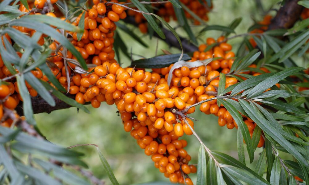 Облепиха на вашем участке: выращивание, уход и польза для здоровья