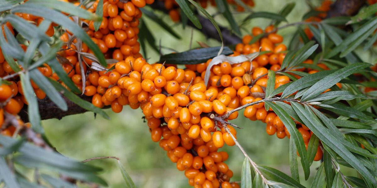 Облепиха на вашем участке: выращивание, уход и польза для здоровья