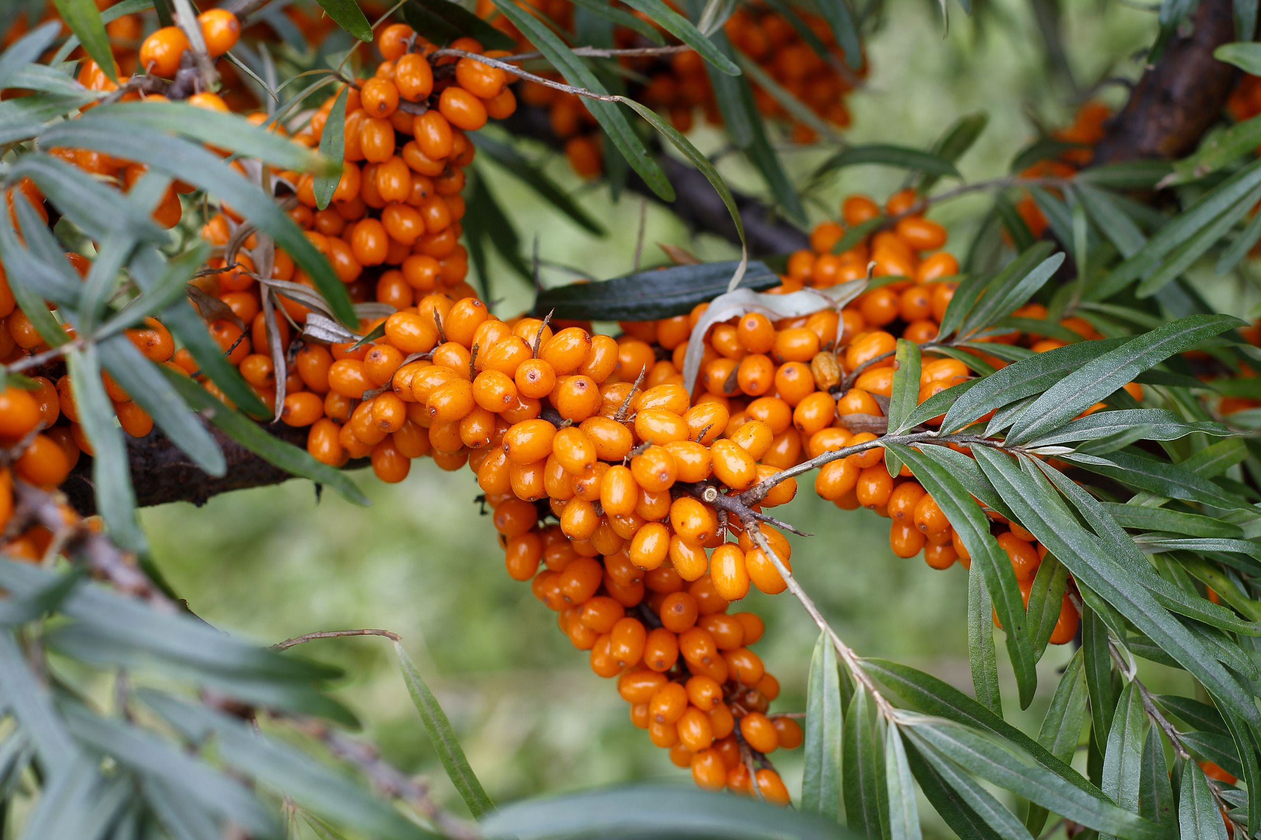 Облепиха на вашем участке: выращивание, уход и польза для здоровья