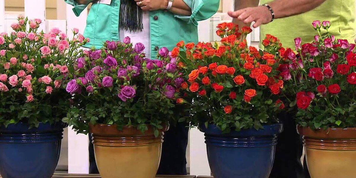 Уход за комнатными розами: полное руководство для цветоводов