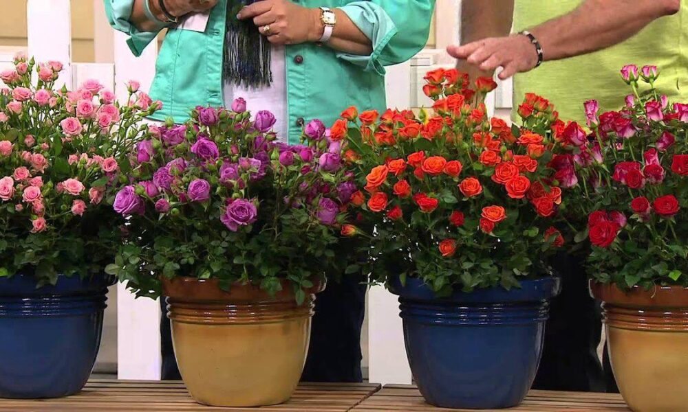 Секреты пышного цветения домашних роз: полный гид для каждой хозяйки