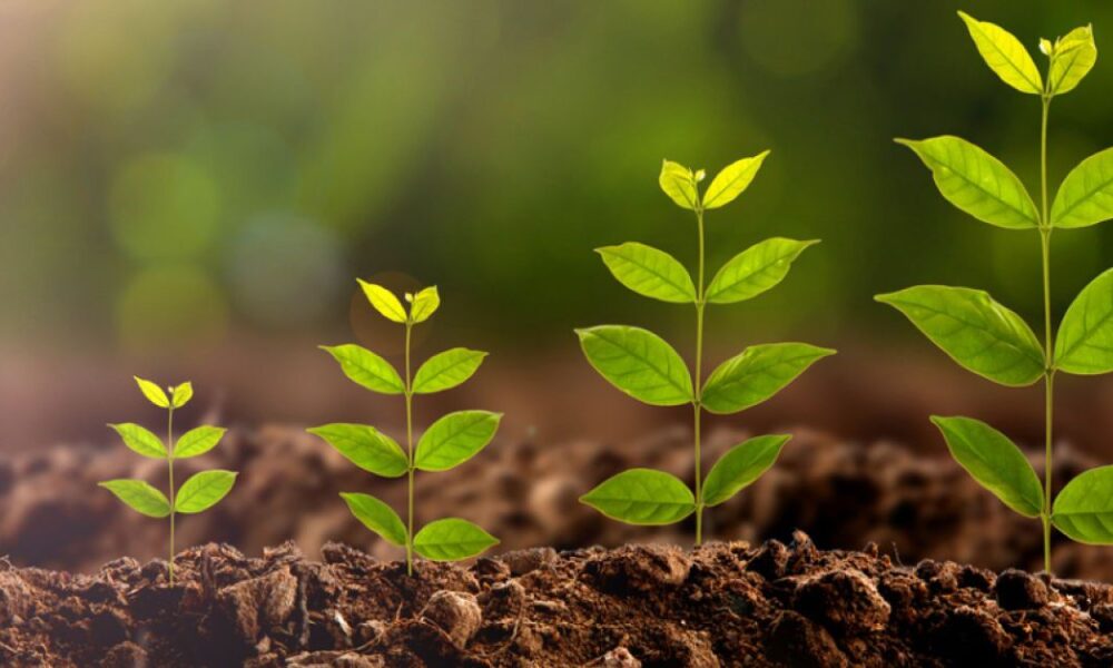 Как сделать укоренитель своими руками для комнатных растений