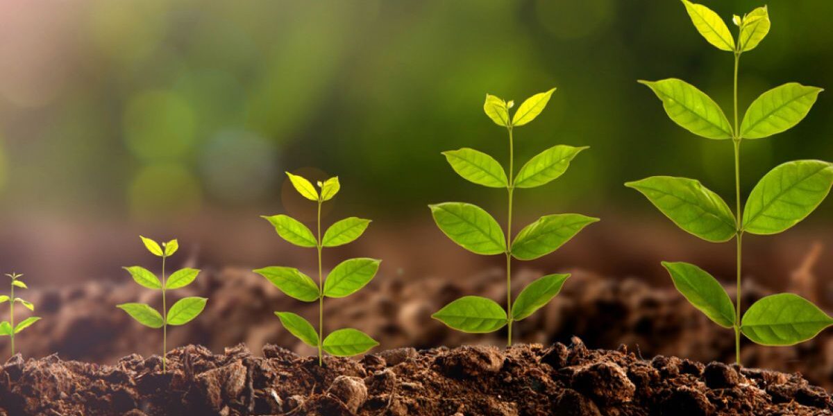 Как сделать укоренитель своими руками для комнатных растений