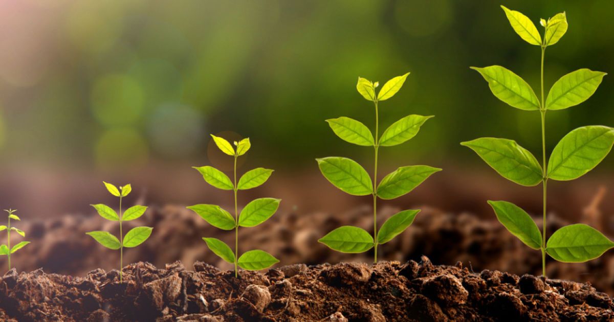 Как сделать укоренитель своими руками для комнатных растений