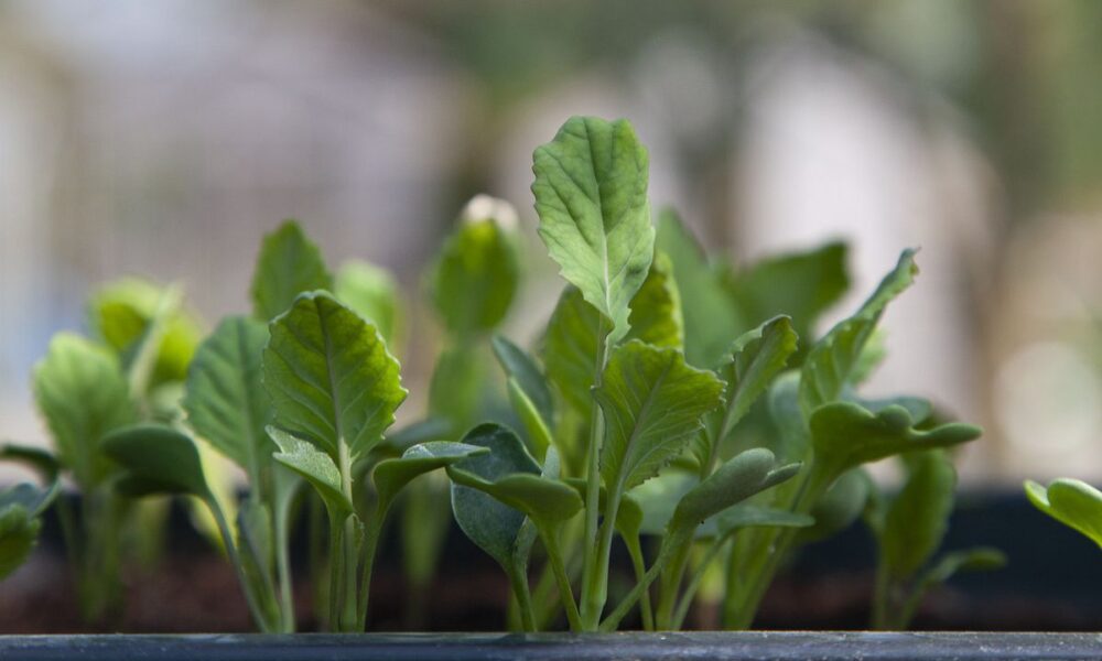 Ошибки в уходе за рассадой: когда удобрение приносит вред