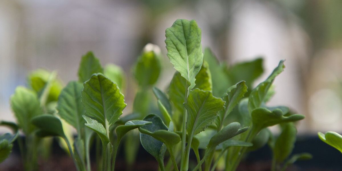 Ошибки в уходе за рассадой: когда удобрение приносит вред