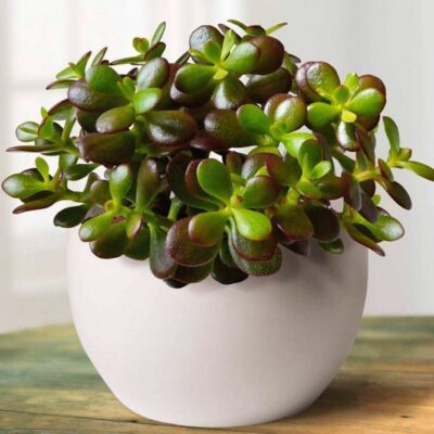 Почему вянет денежное дерево: 5 главных причин и как спасти растение