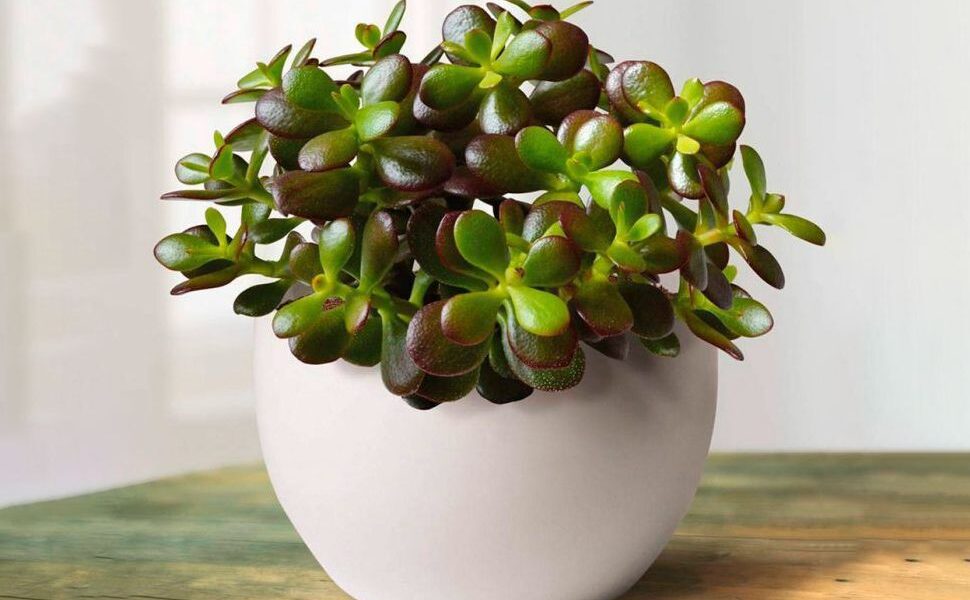 Почему вянет денежное дерево: 5 главных причин и как спасти растение