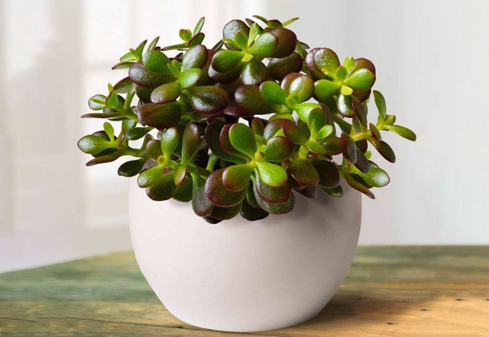 Почему вянет денежное дерево: 5 главных причин и как спасти растение