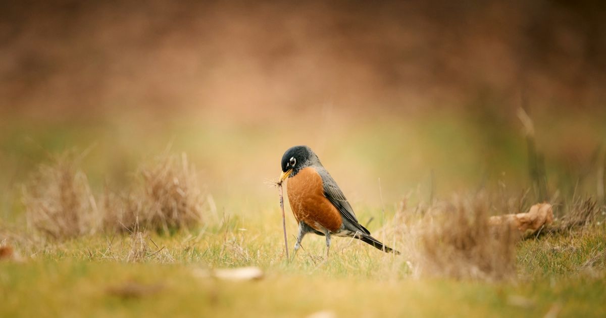 Народные приметы 24 марта: что можно и нельзя делать в саду и огороде