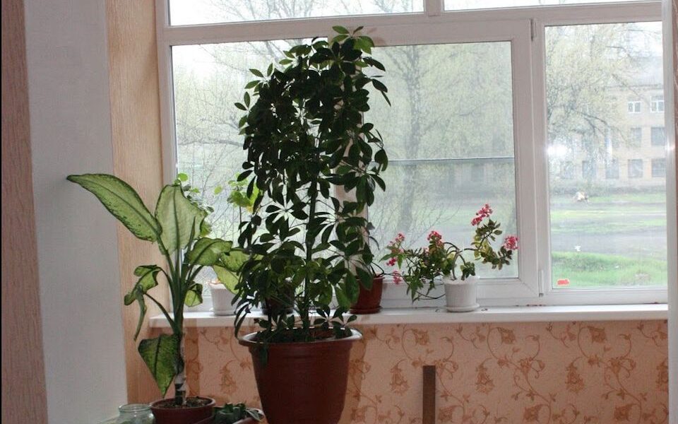 Как комнатные растения могут испортить ваш интерьер: советы и ошибки