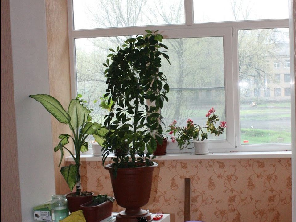 Как комнатные растения могут испортить ваш интерьер: советы и ошибки