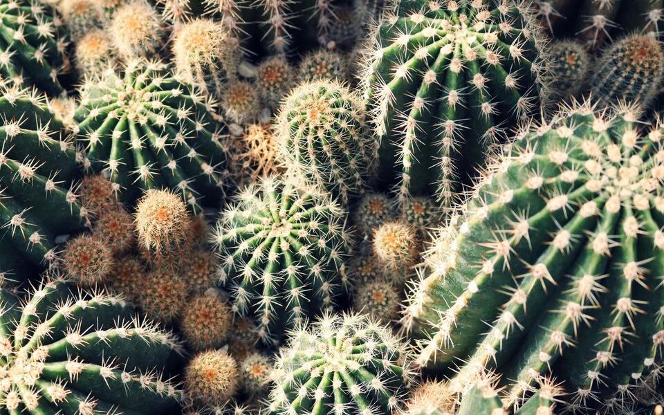Зачем кактусам колючки: секреты, которые удивят даже опытных цветоводов