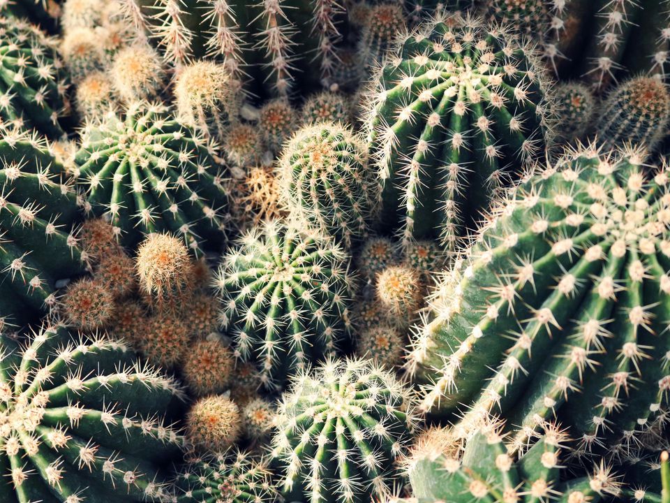 Зачем кактусам колючки: секреты, которые удивят даже опытных цветоводов