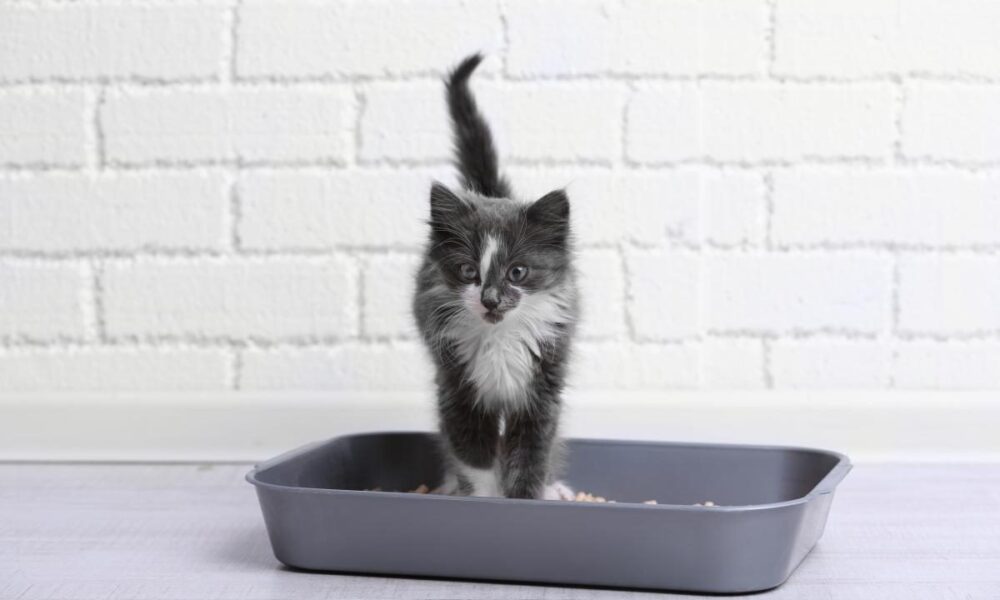 Секреты опытных садоводов: кошачий наполнитель для пышного цветения ваших растений