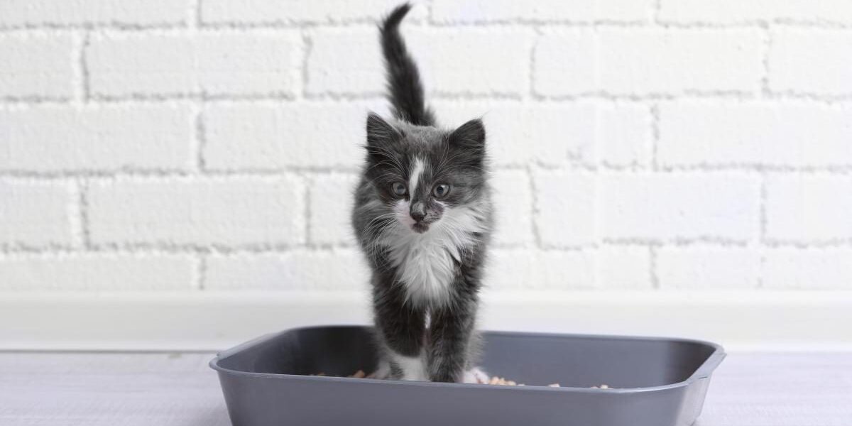 Секреты опытных садоводов: кошачий наполнитель для пышного цветения ваших растений