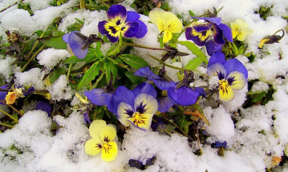 Неожиданное цветение фиалок осенью: как ухаживать и спасти растение