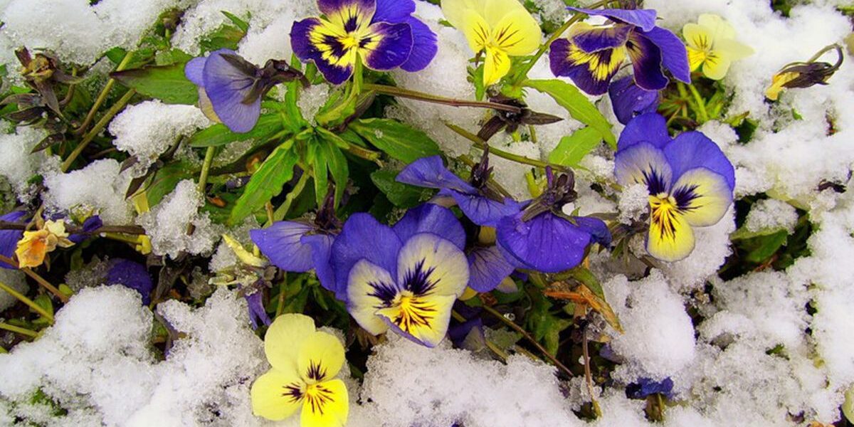 Неожиданное цветение фиалок осенью: как ухаживать и спасти растение