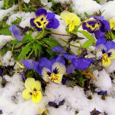 Неожиданное цветение фиалок осенью: как ухаживать и спасти растение