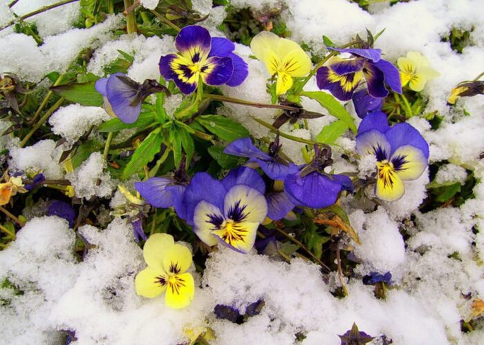 Неожиданное цветение фиалок осенью: как ухаживать и спасти растение