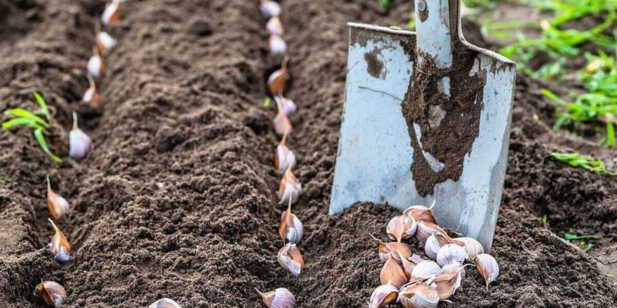 Выбираем чеснок для осенней посадки: какой размер выбрать для богатого урожая