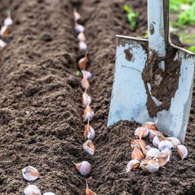 Выбираем чеснок для осенней посадки: какой размер выбрать для богатого урожая