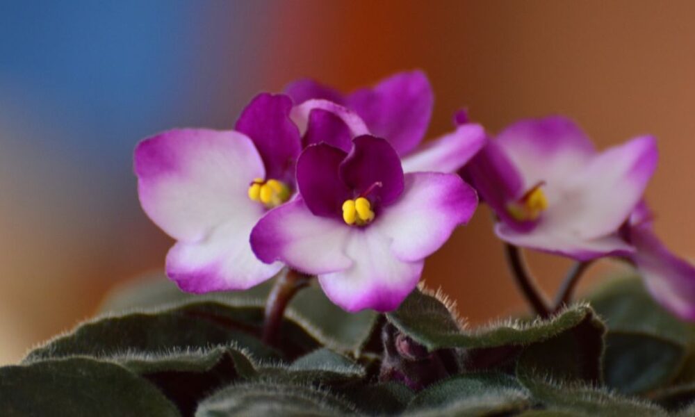 Выращиваем фиалки из листа дома: пошаговое руководство для начинающих