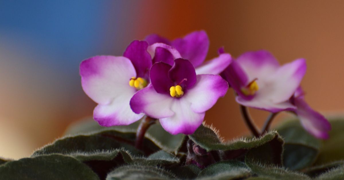 Выращиваем фиалки из листа дома: пошаговое руководство для начинающих