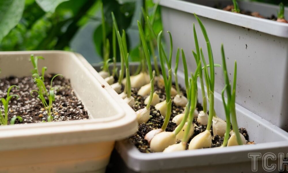 Весенняя подкормка чеснока: секреты обильного урожая