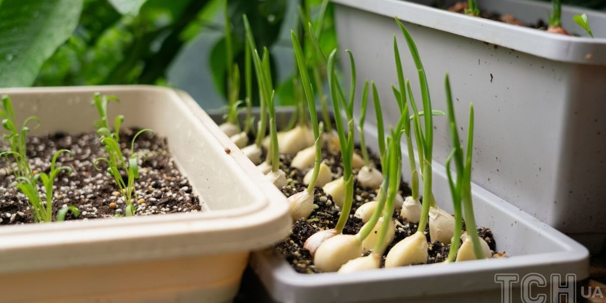 Весенняя подкормка чеснока: секреты обильного урожая