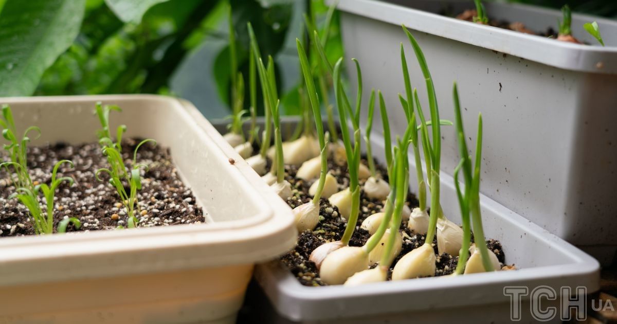 Весенняя подкормка чеснока: секреты обильного урожая