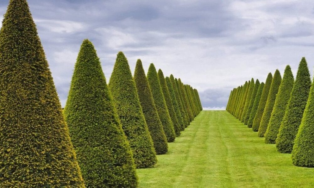 Как правильно обрезать туи: секреты ухода для пышной кроны