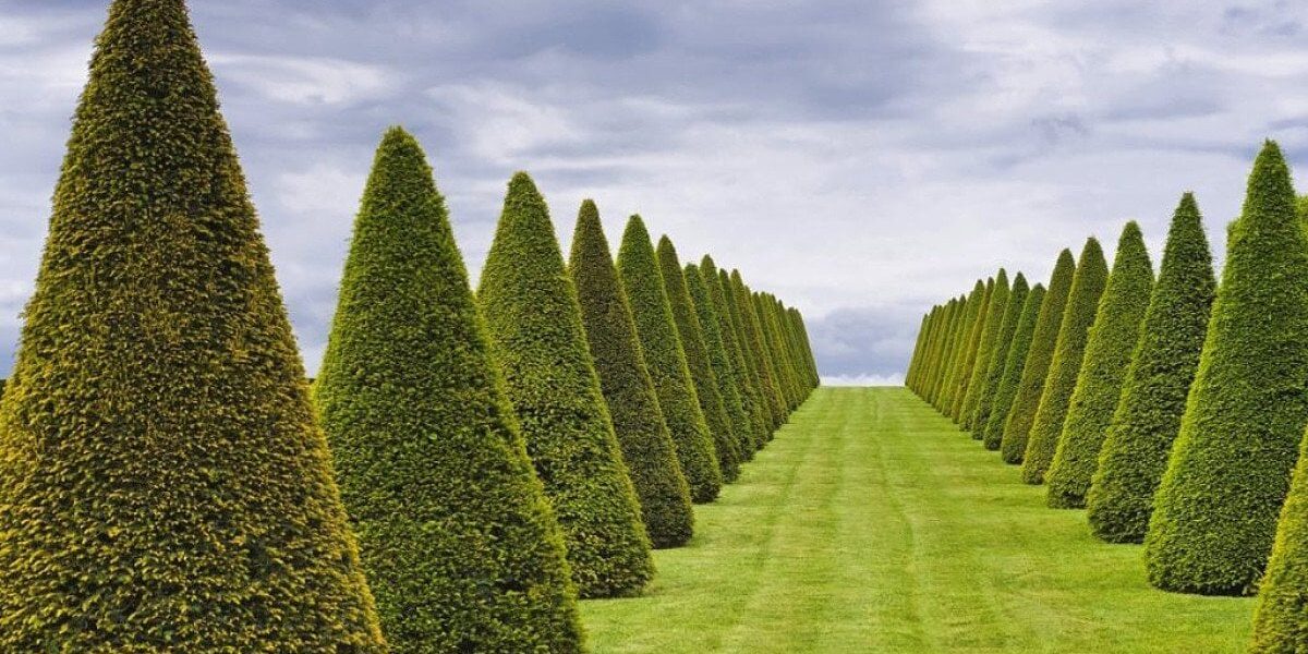 Как правильно обрезать туи: секреты ухода для пышной кроны