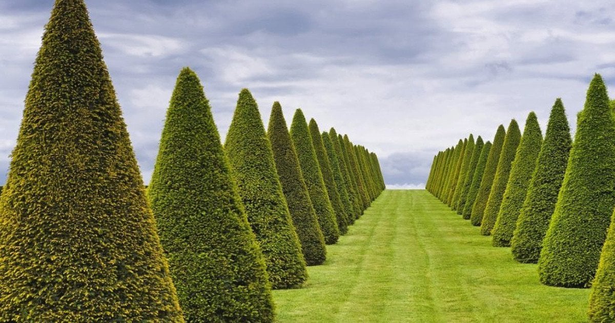 Как правильно обрезать туи: секреты ухода для пышной кроны
